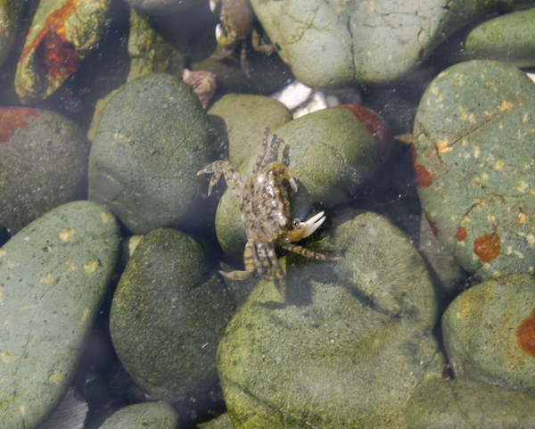 A small brown crab on pebbles in the water