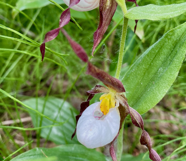Lady Slipper wildflowers