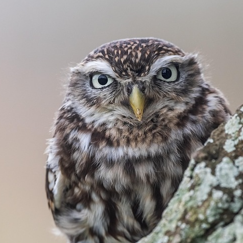Small owl looking straight at camera